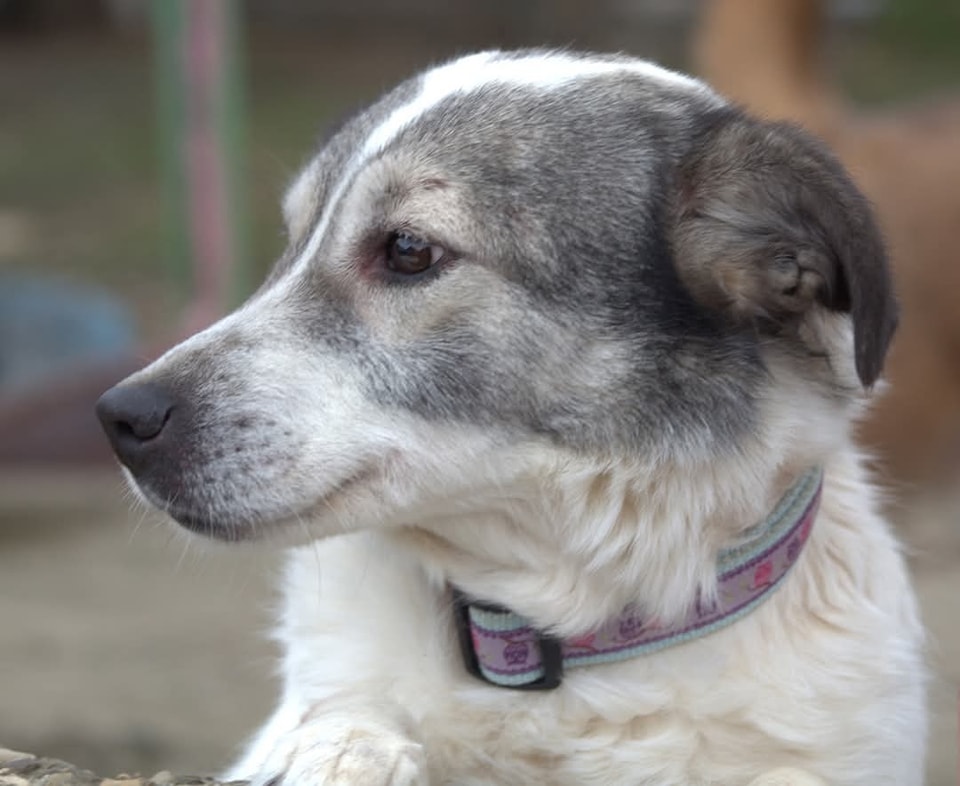 Lotte Casa lui Patrocle 4