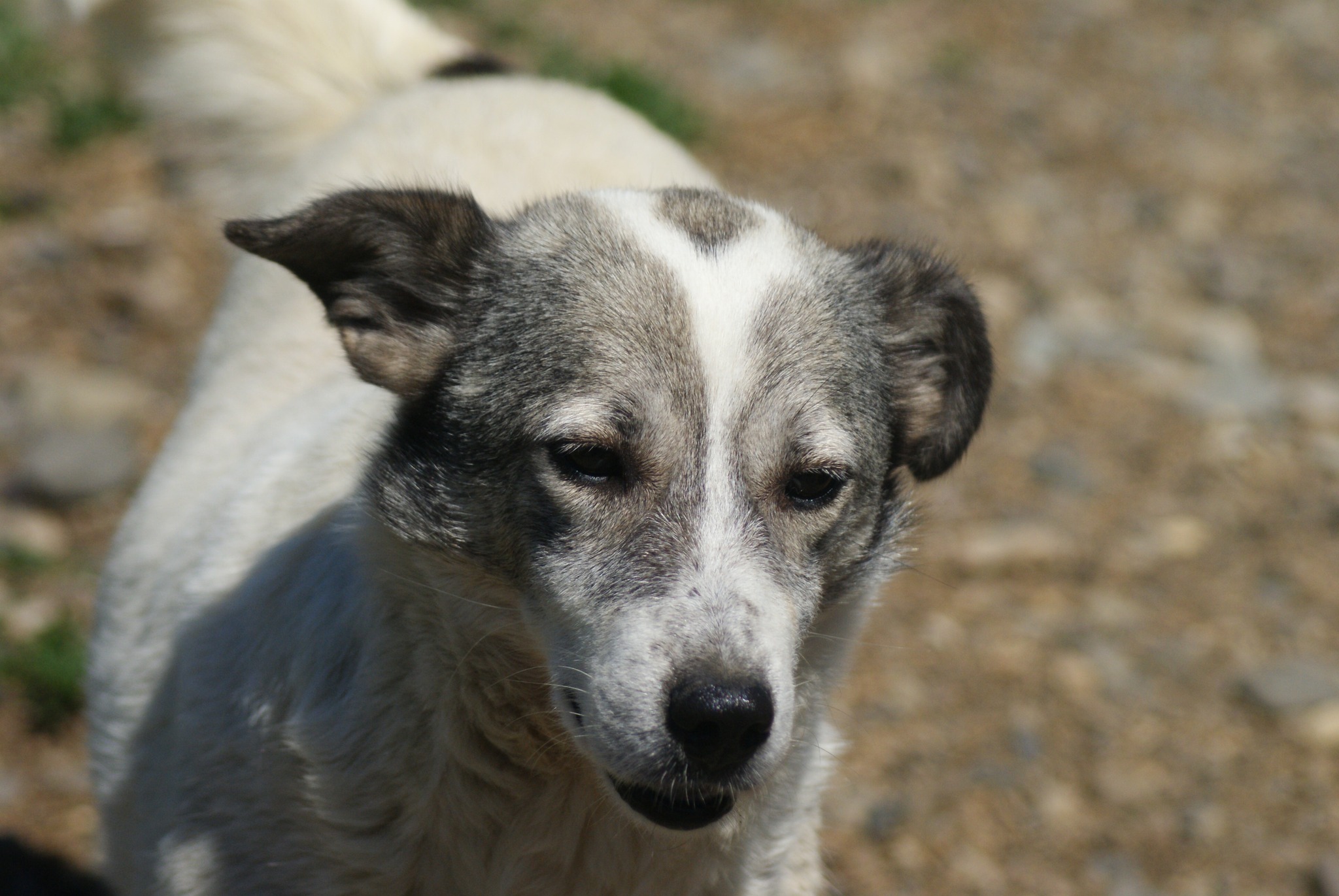 Lotte Casa lui Patrocle 5