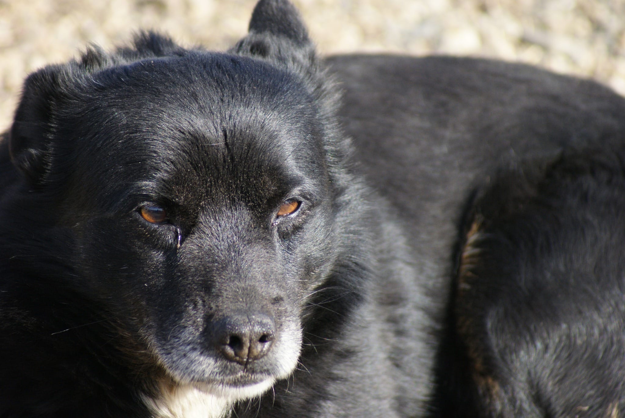 Lucien Casa lui Patrocle 4