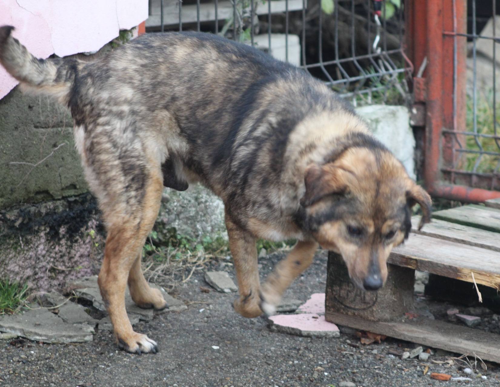 Lucky Casa lui Patrocle 2