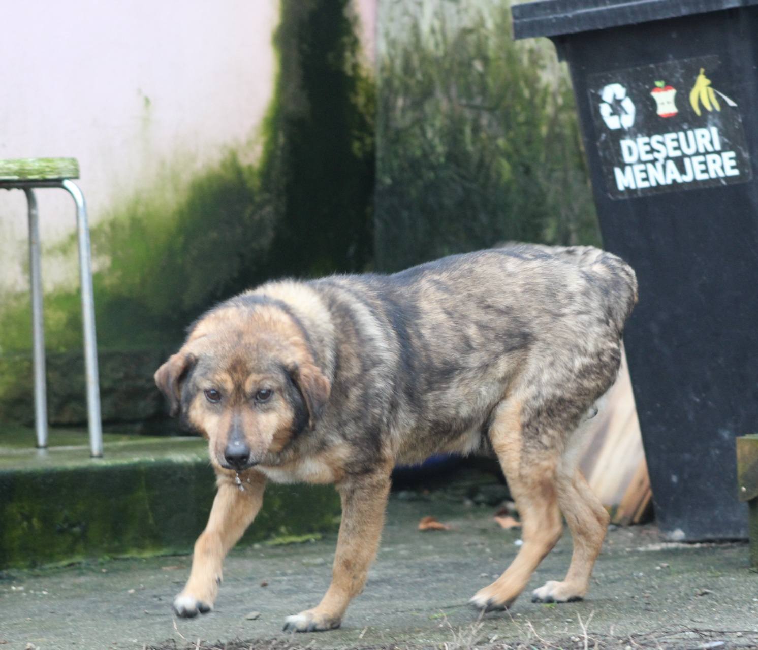 Lucky Casa lui Patrocle 3