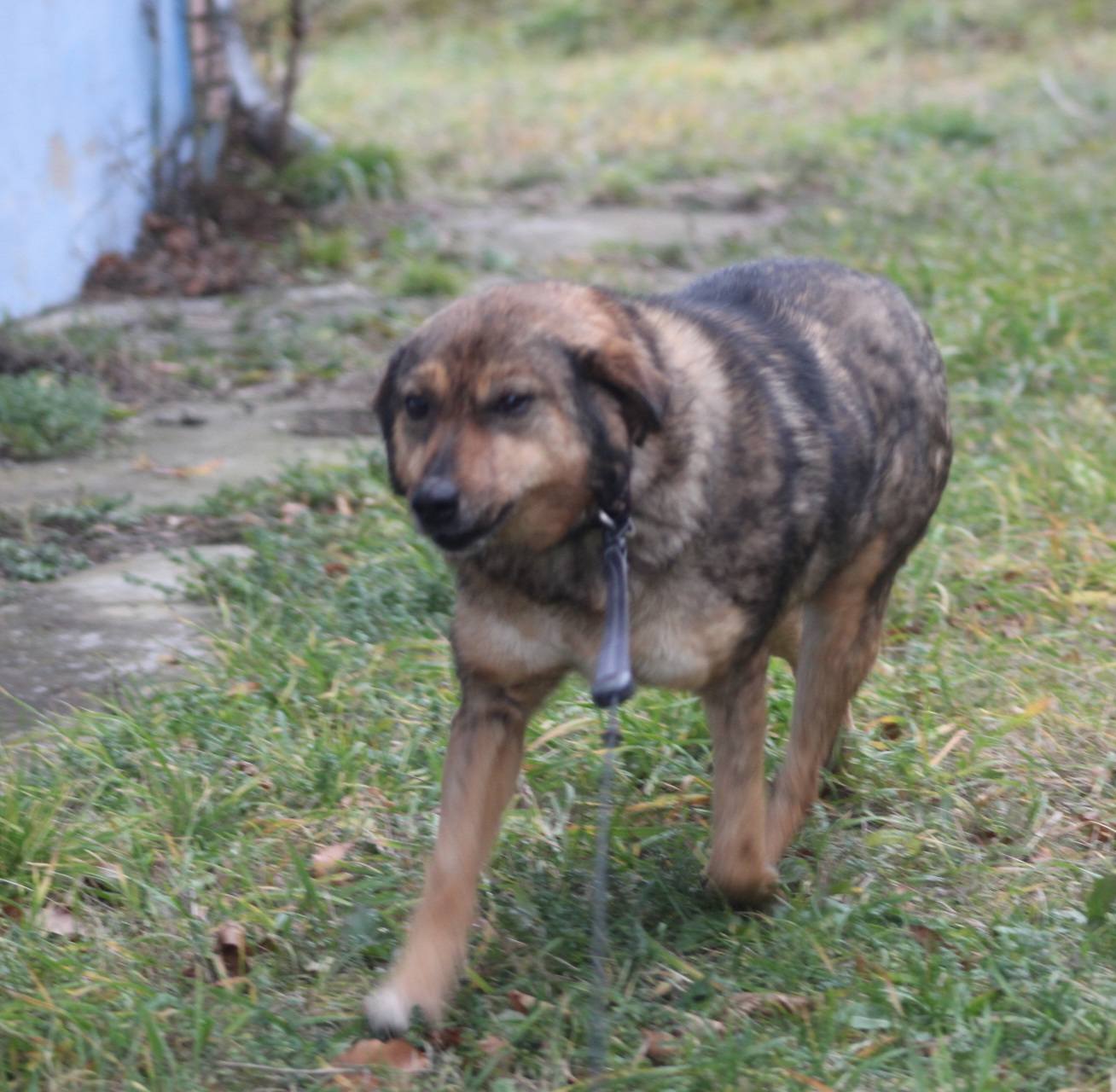 Lucky Casa lui Patrocle 4