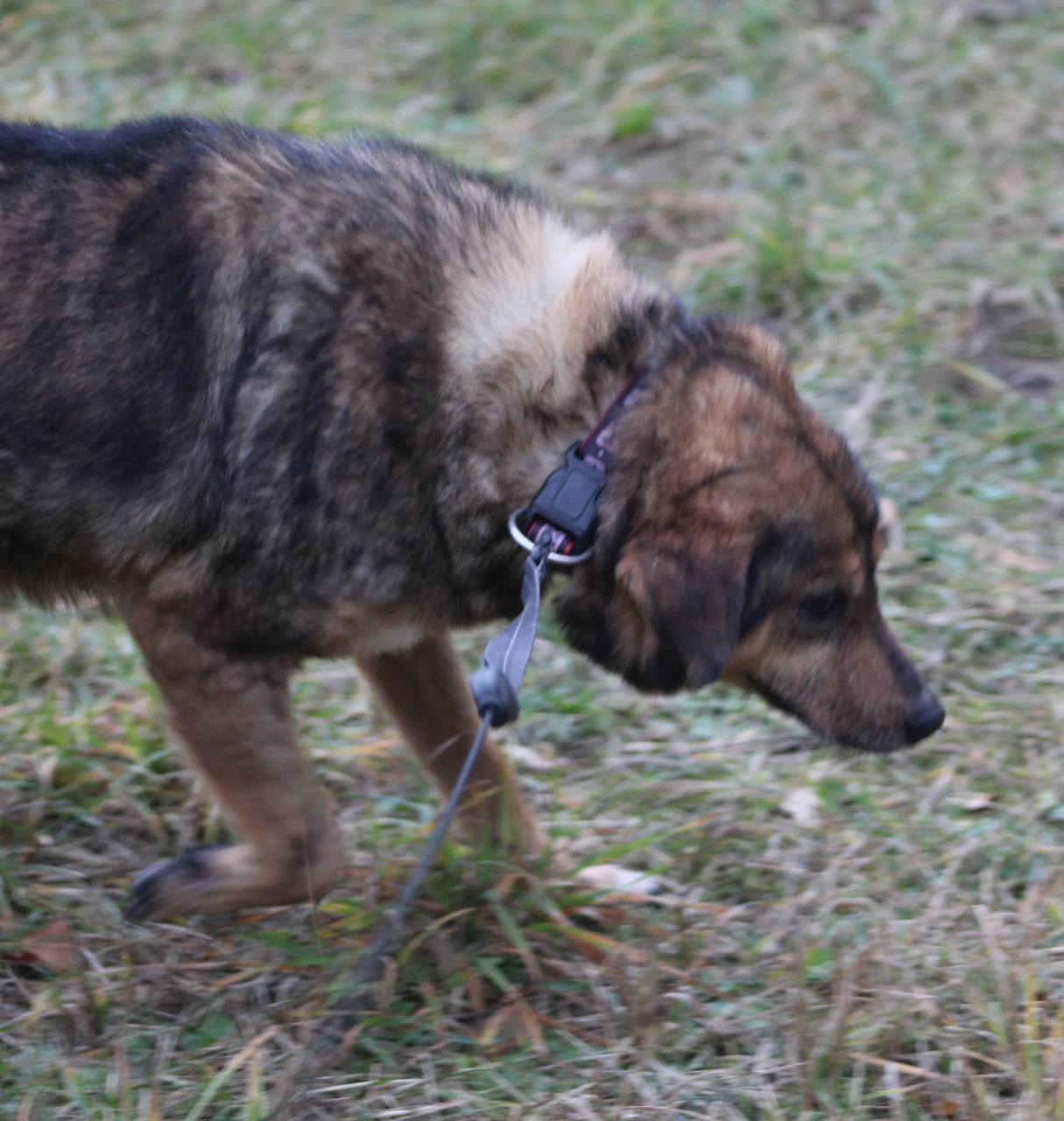 Lucky Casa lui Patrocle 6