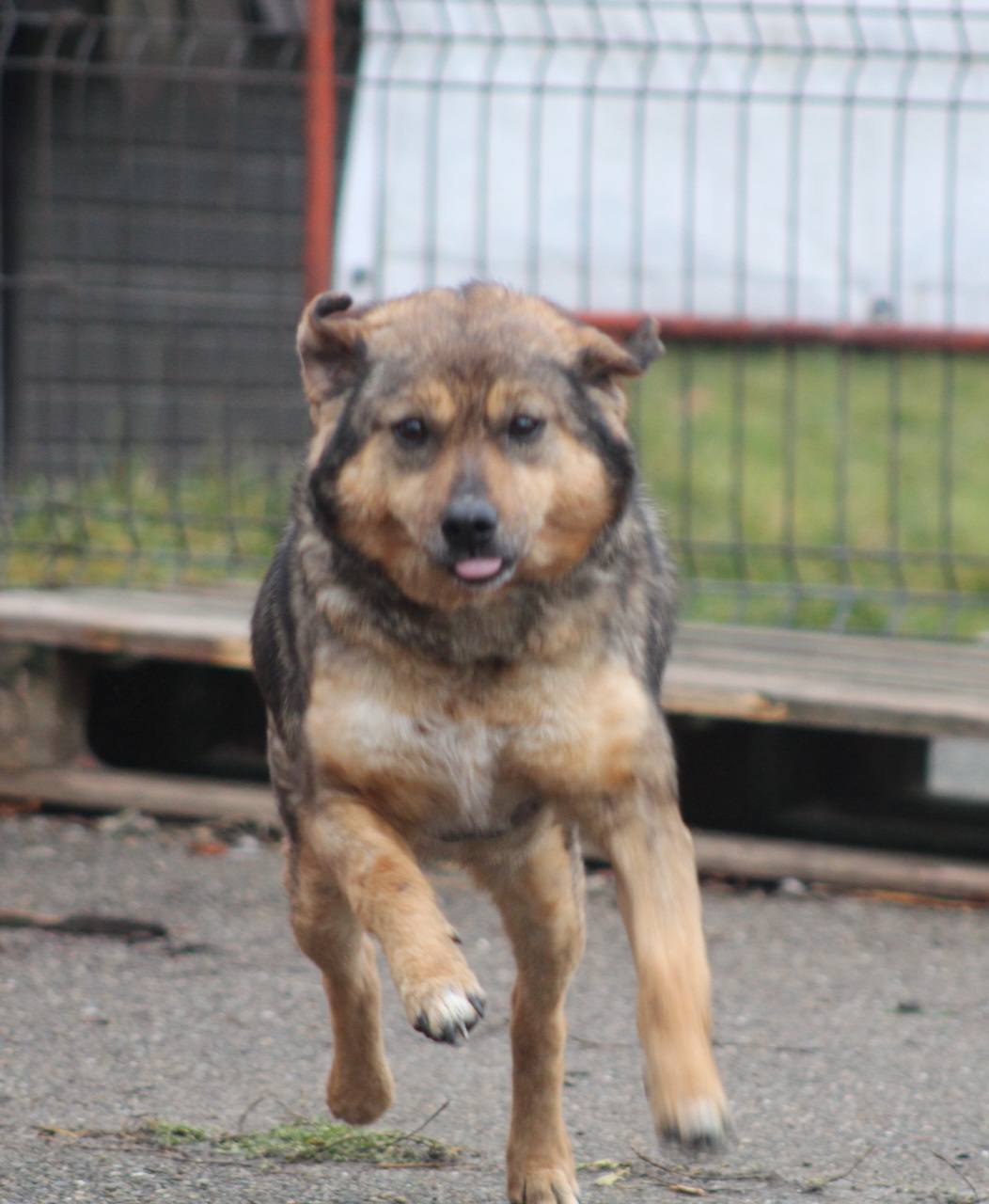 Lucky, câine mascul de talie medie