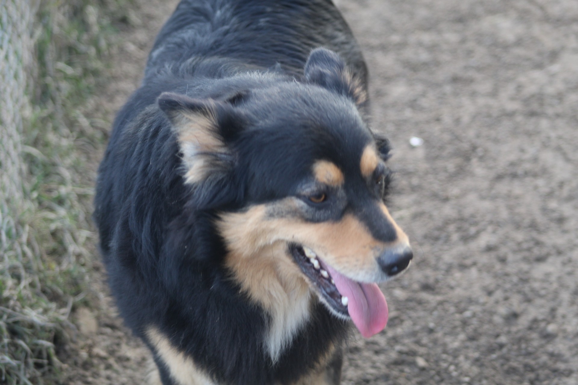 Luluta Casa lui Patrocle 2