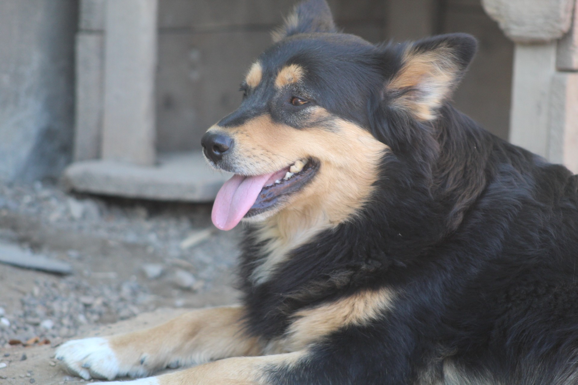 Luluta Casa lui Patrocle 3