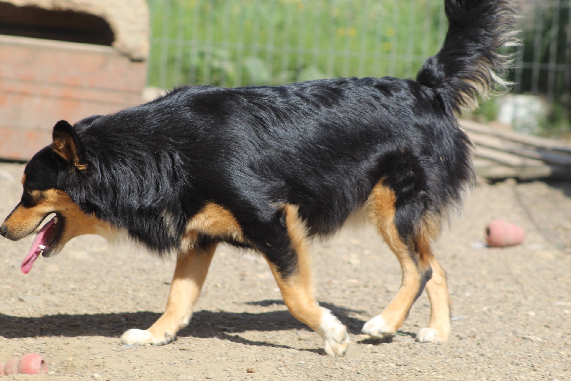 Luluta Casa lui Patrocle 4