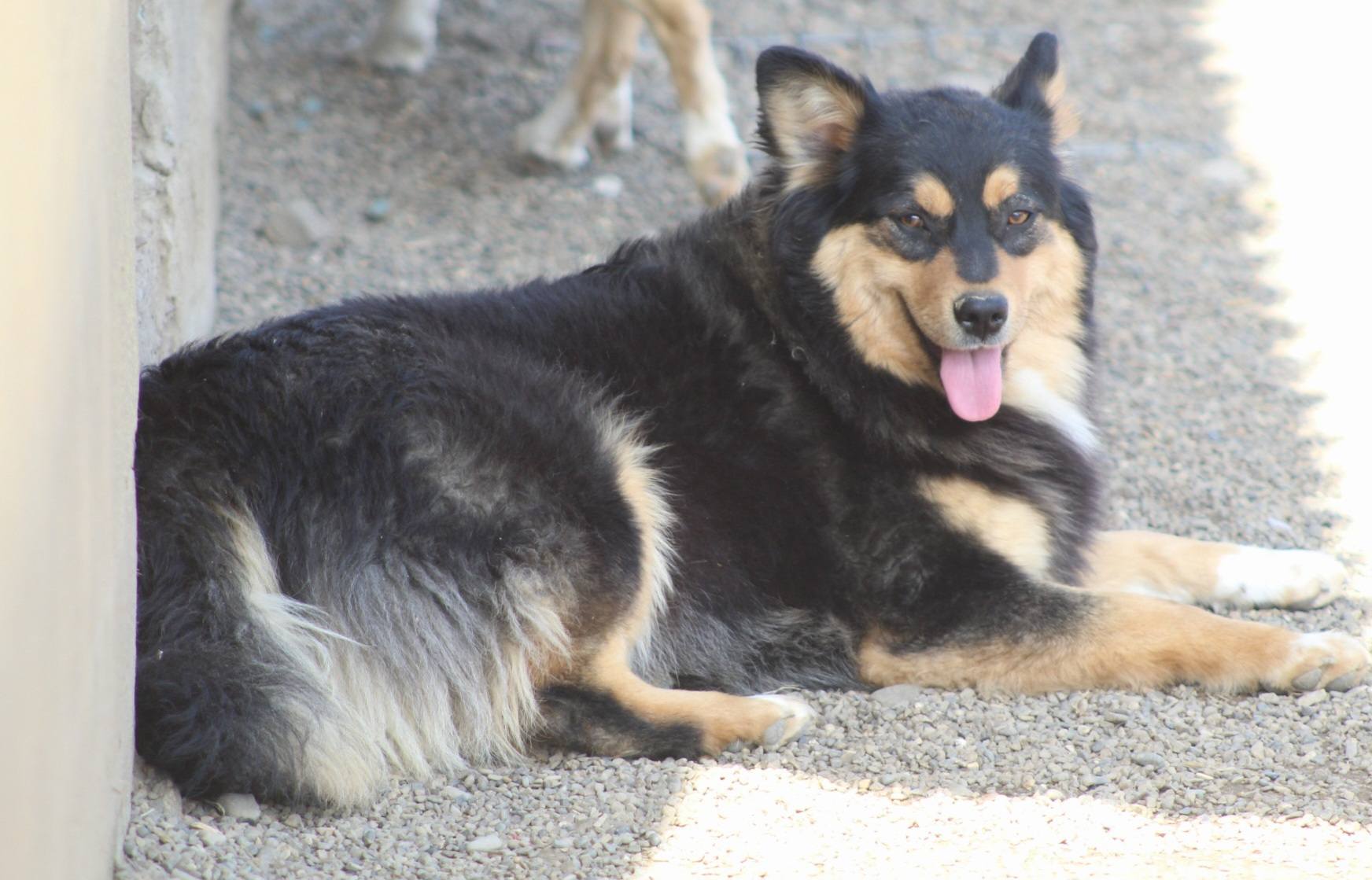 Luluta Casa lui Patrocle 5