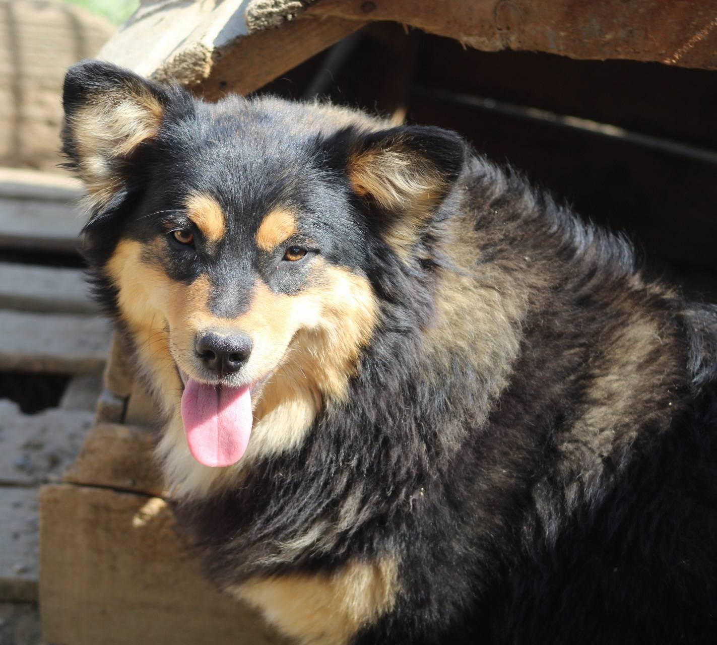 Luluta Casa lui Patrocle 6