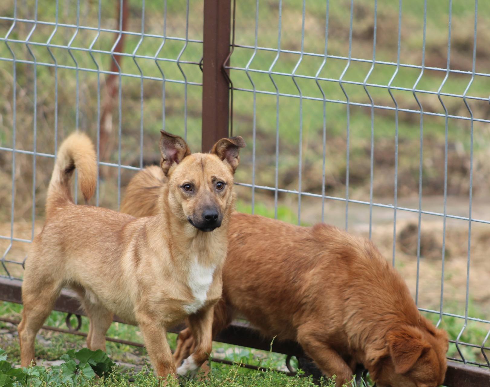 Lupin Casa lui Patrocle 2