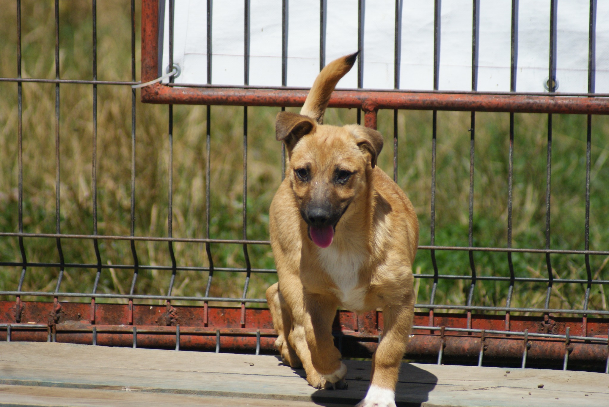 Lupin Casa lui Patrocle 4