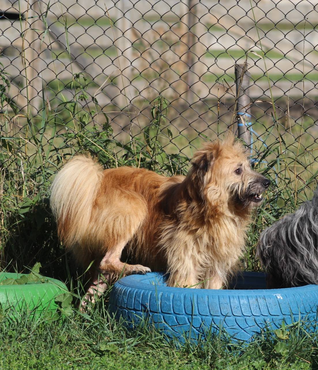 Mavi Casa lui Patrocle 2