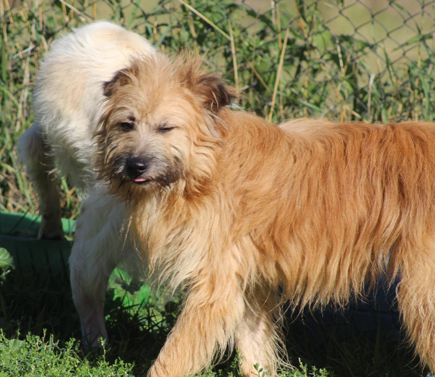 Mavi Casa lui Patrocle 5