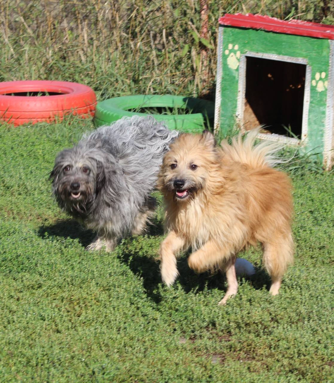 Mavi Casa lui Patrocle 6