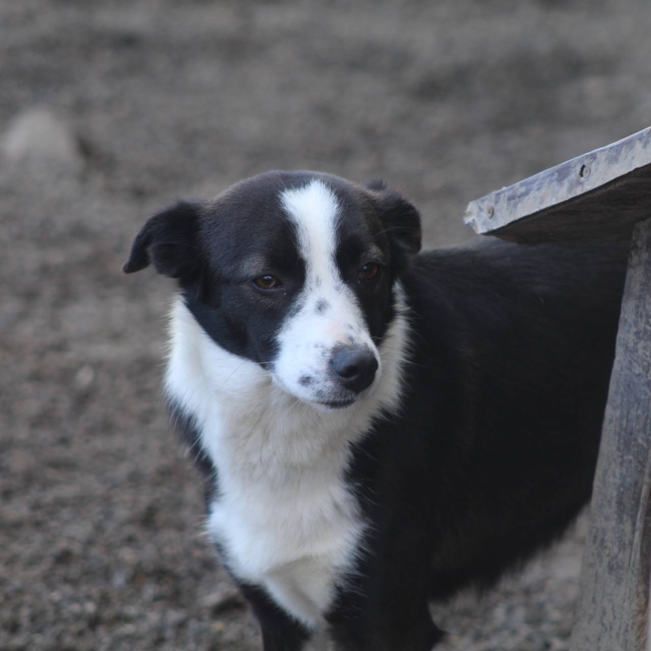 Medina Casa lui Patrocle 3
