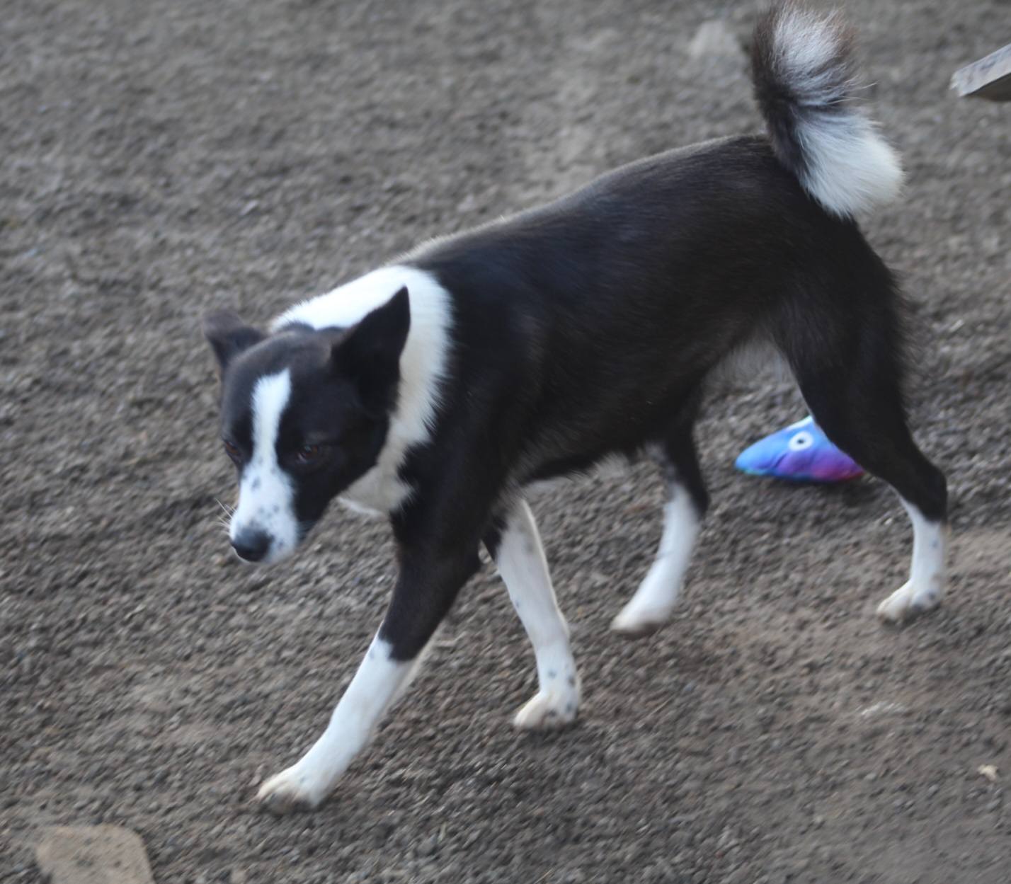 Medina Casa lui Patrocle 4