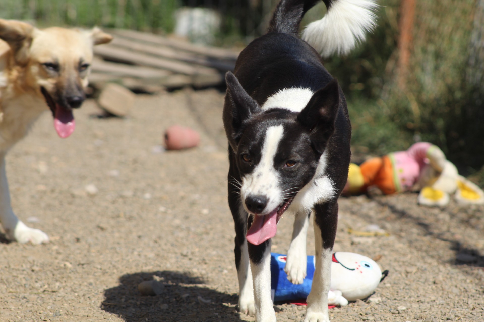 Medina Casa lui Patrocle 5