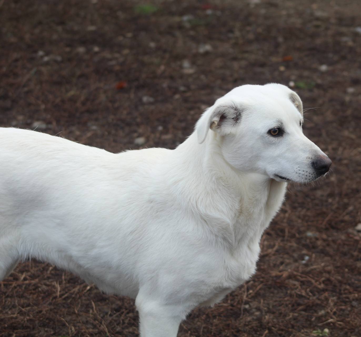 Mia Casa lui Patrocle 3