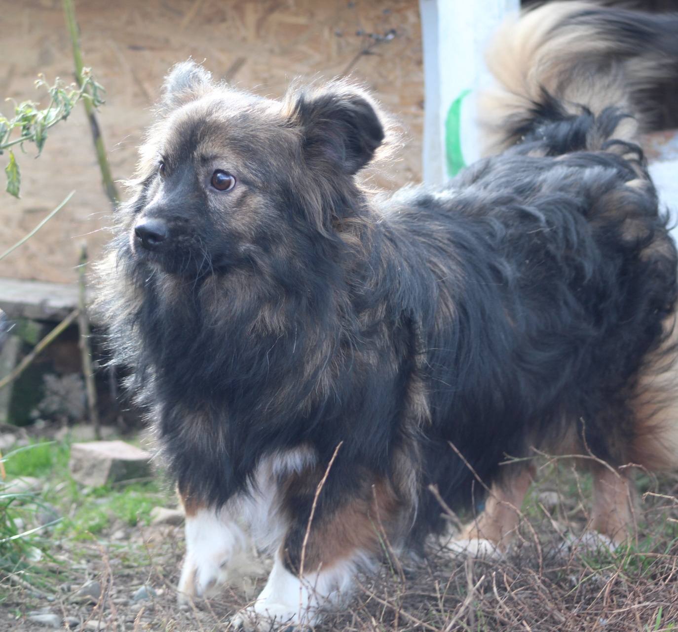 Mihaita Casa lui Patrocle 2