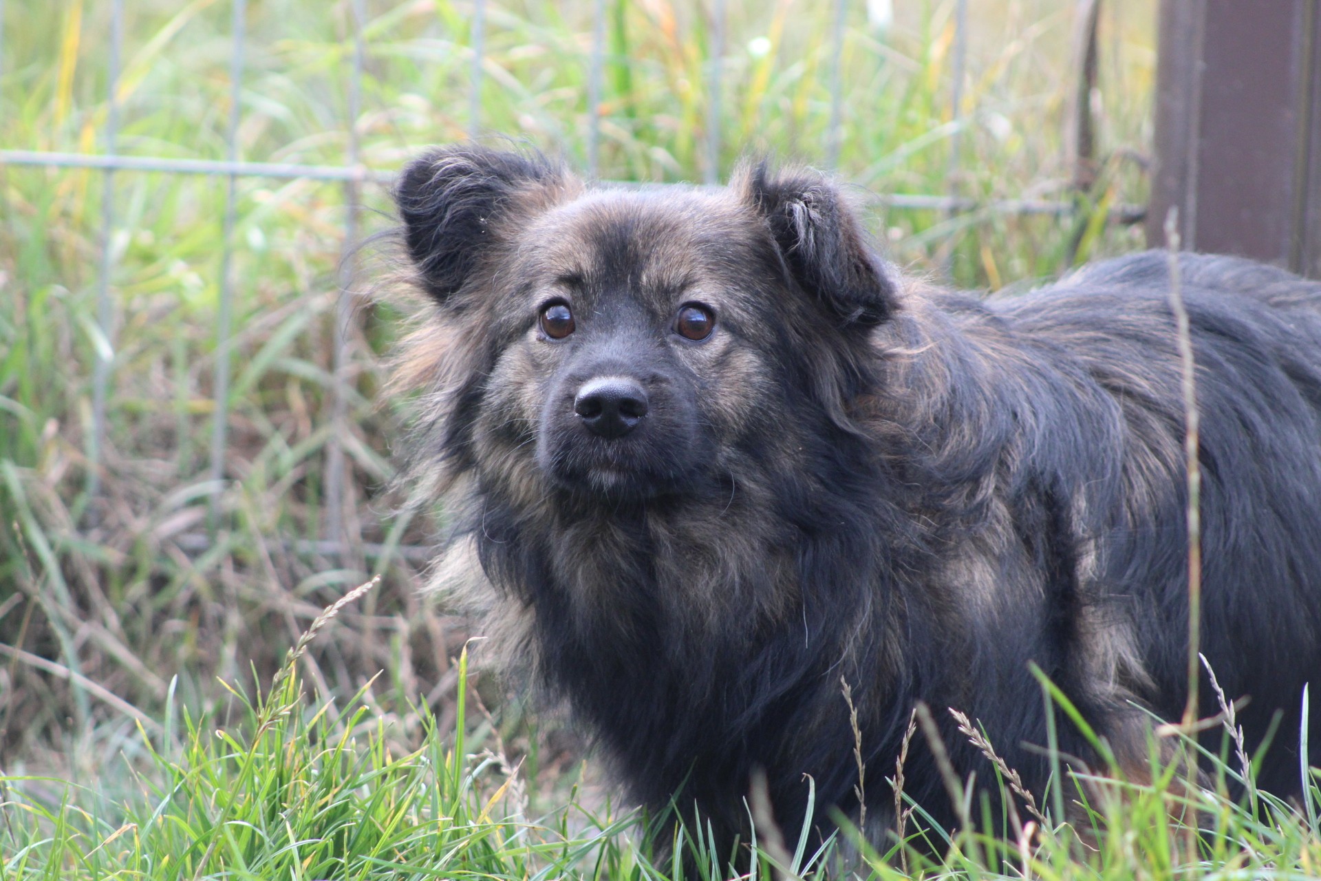 Mihaita, câine mascul de talie medie