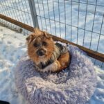 Mimosa, în hăinuță! Azi la aer, mâine din nou la repaus