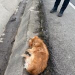 Pe roșcatul ăsta mic l-am văzut alergând bezmetic în Ilișești.