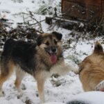 Miro: Sănătos, castrat – și totuși o „problemă” pentru urgențe?