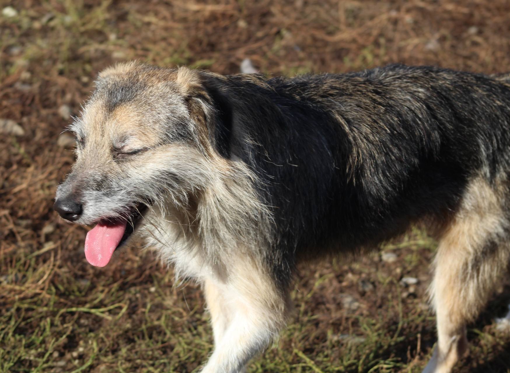 Miro Casa lui Patrocle 2