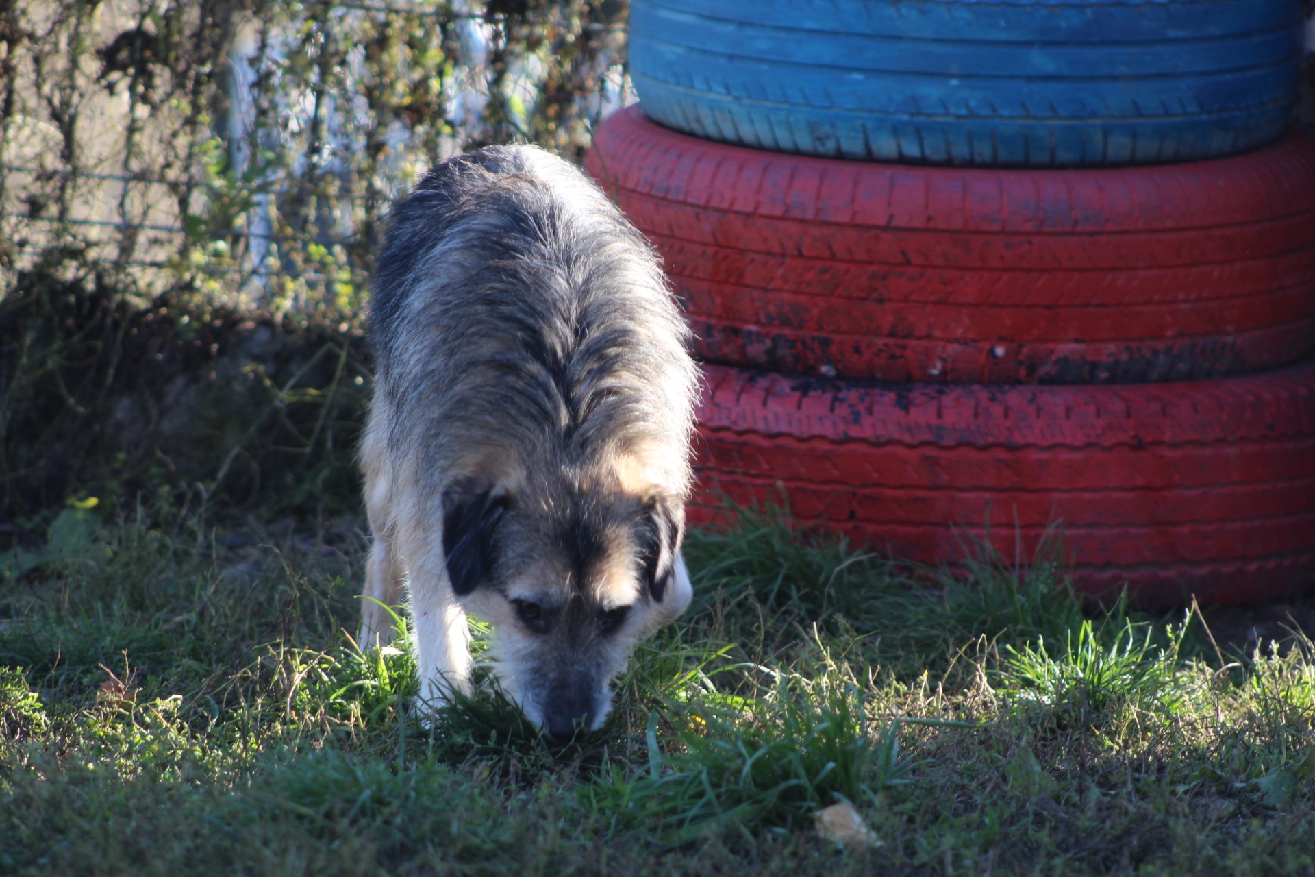 Miro Casa lui Patrocle 3