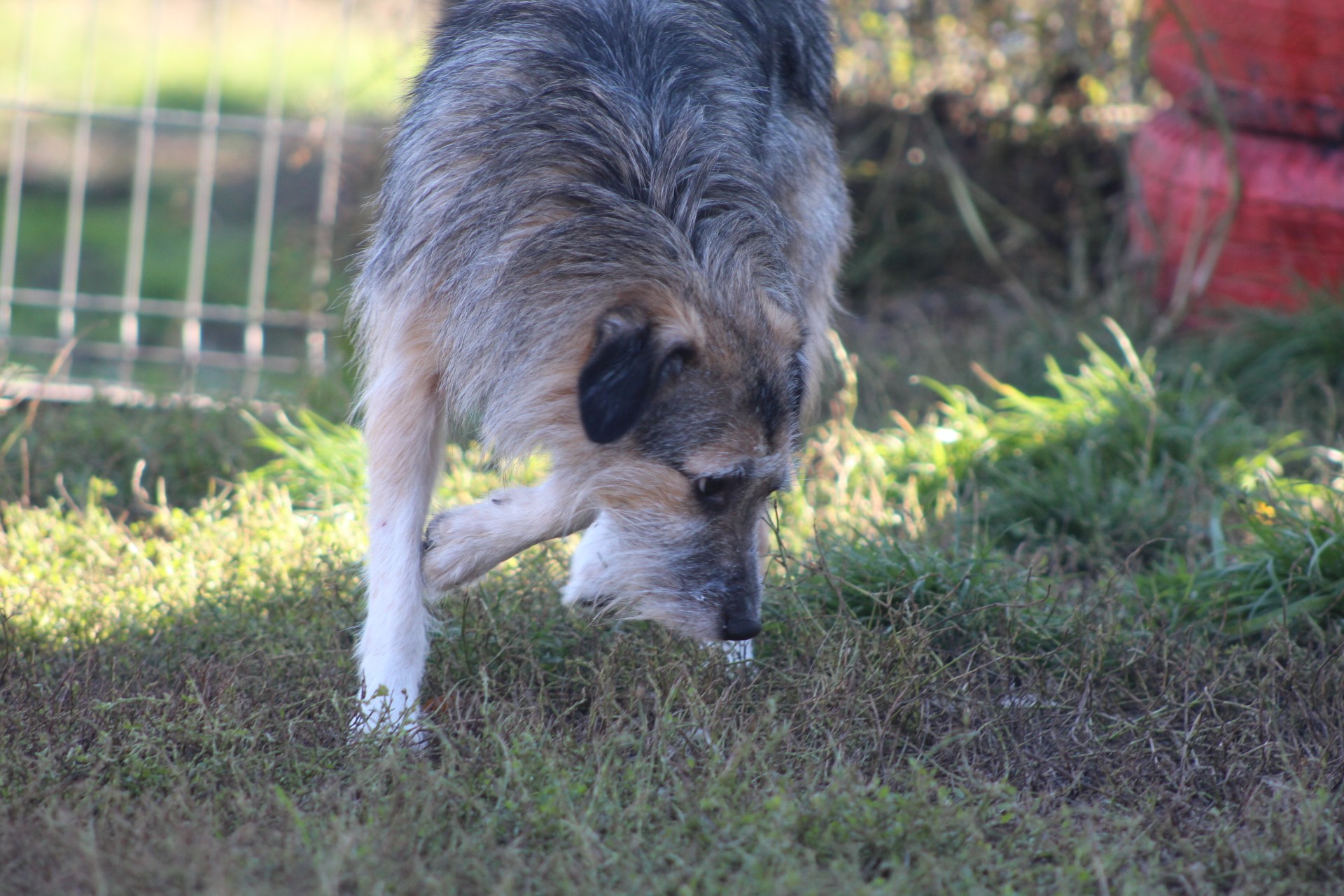 Miro Casa lui Patrocle 4