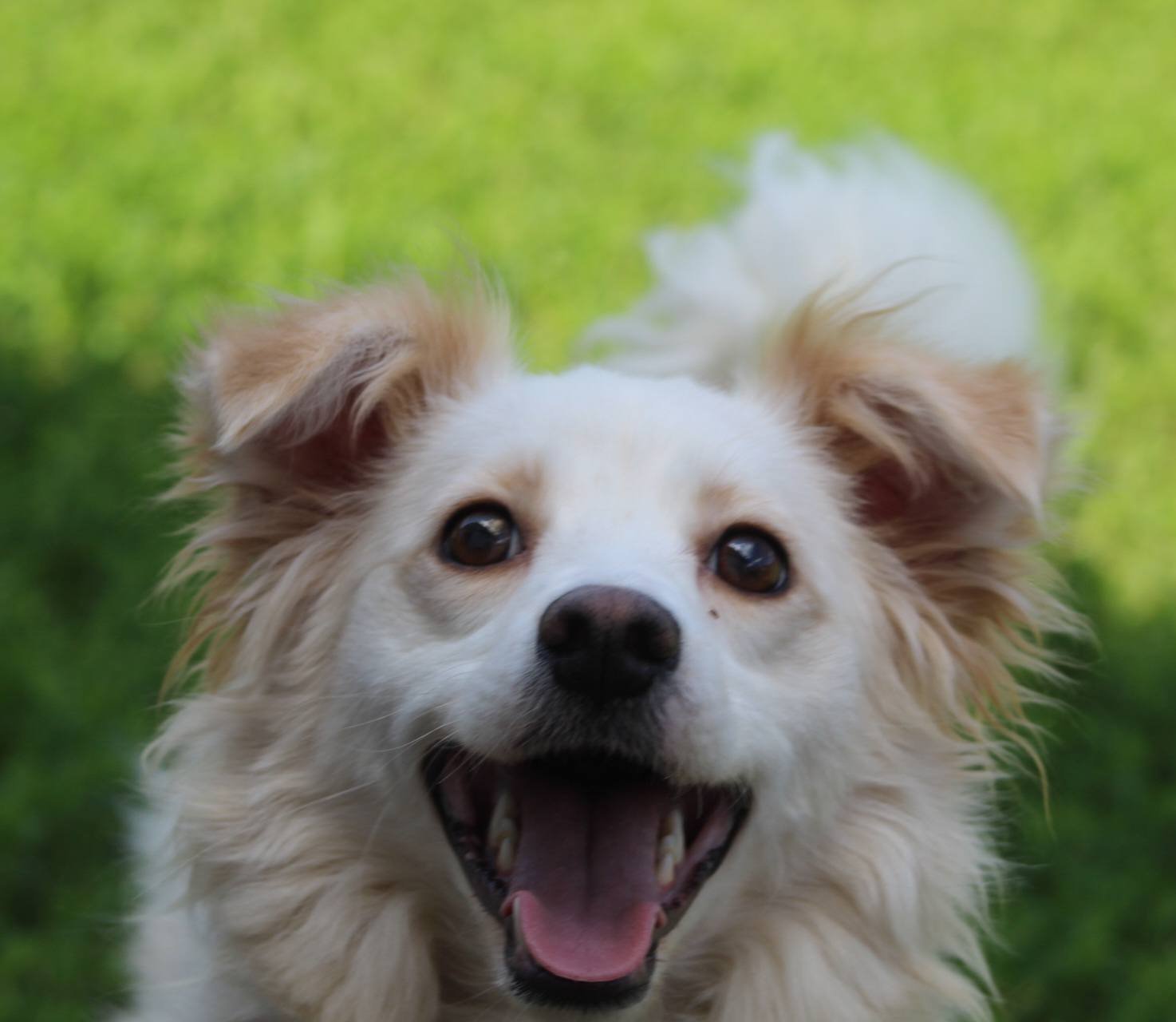 Murphy Casa lui Patrocle 4