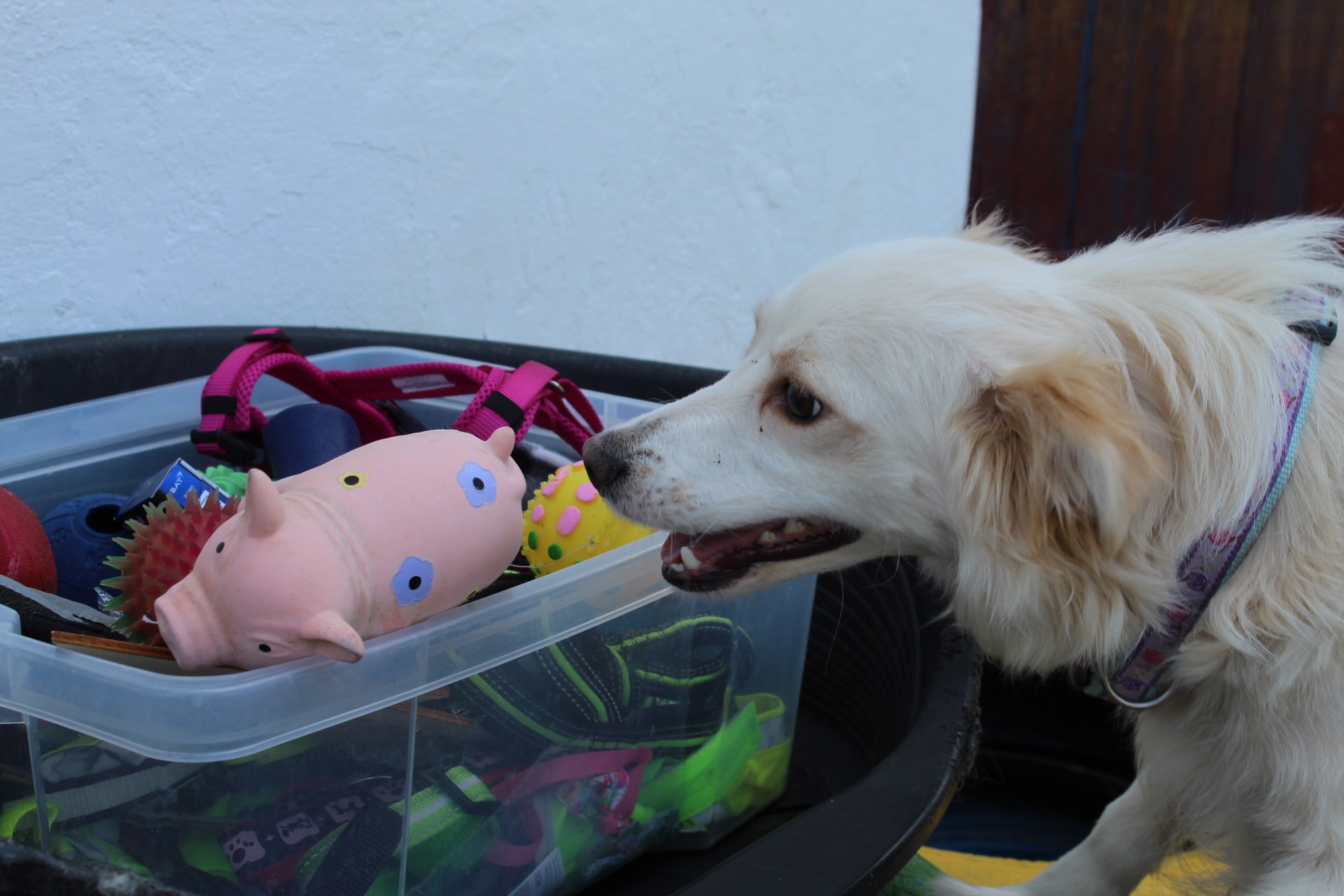 Murphy Casa lui Patrocle 6