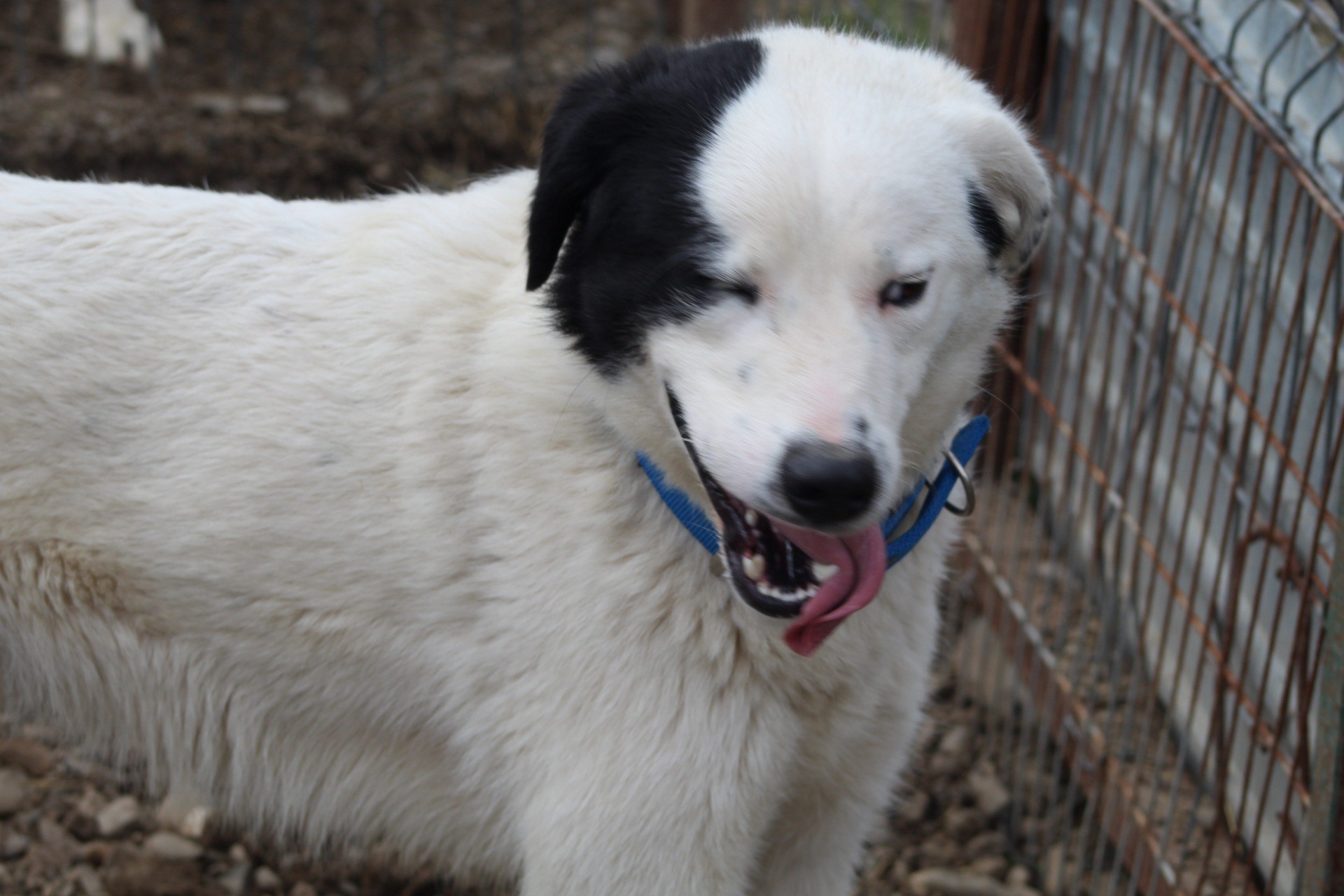 Nando Casa lui Patrocle 2