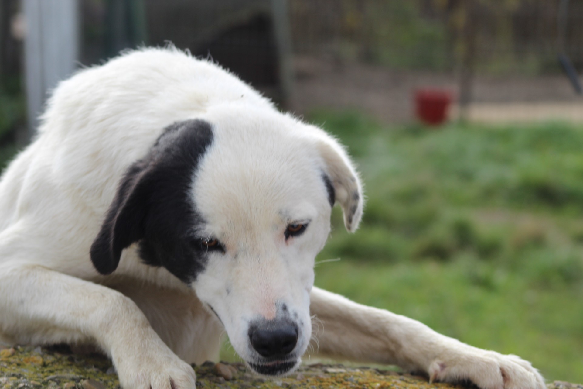 Nando Casa lui Patrocle 5