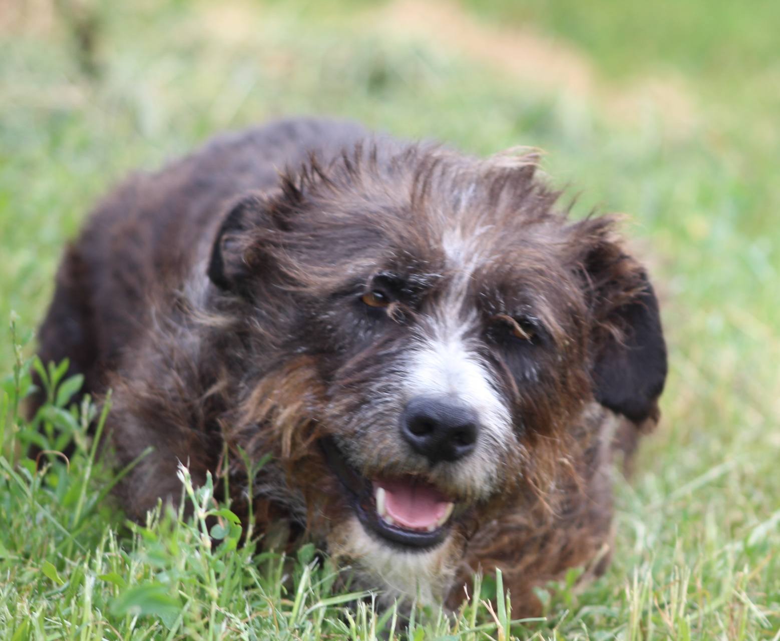 Negruta Casa lui Patrocle 3