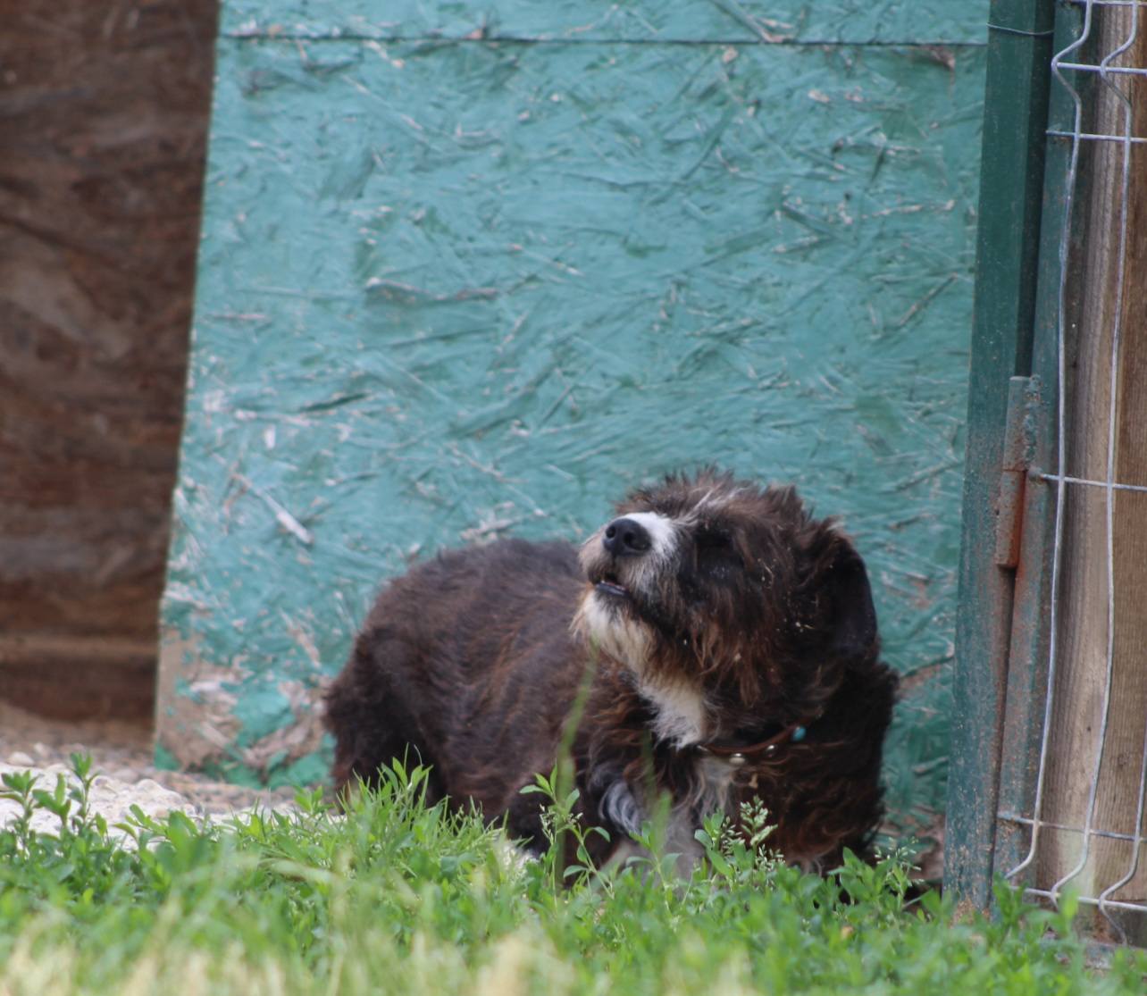 Negruta Casa lui Patrocle 6