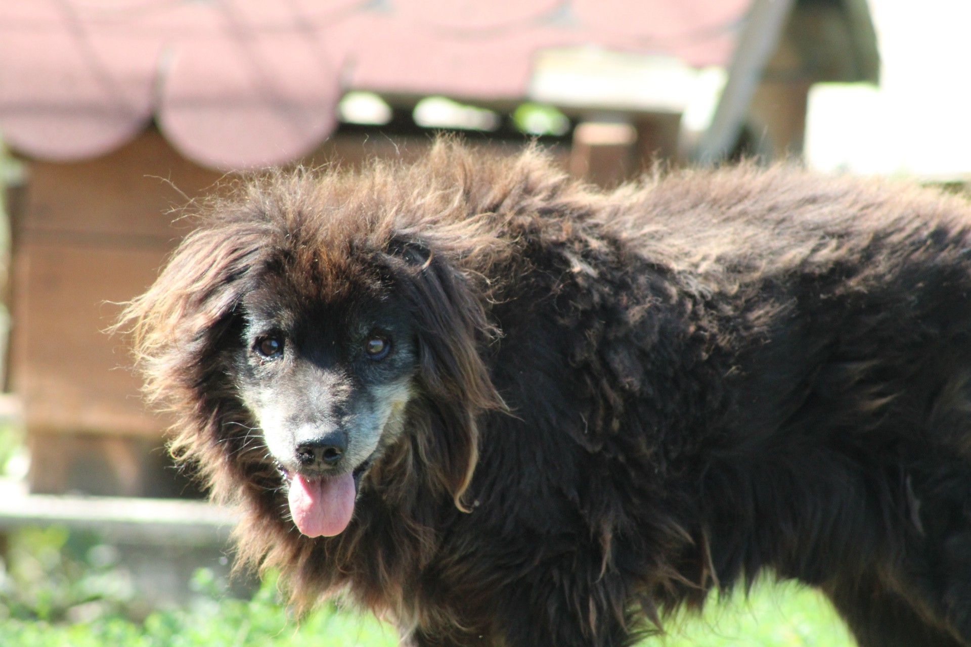 Negrutu Casa lui Patrocle 2