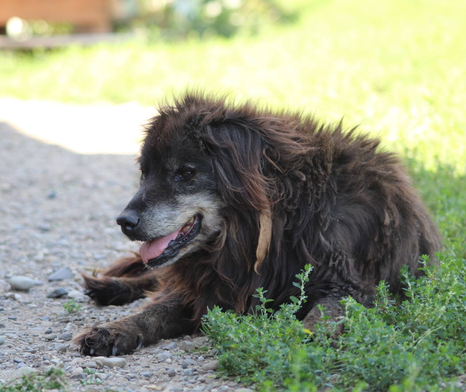 Negrutu Casa lui Patrocle 3