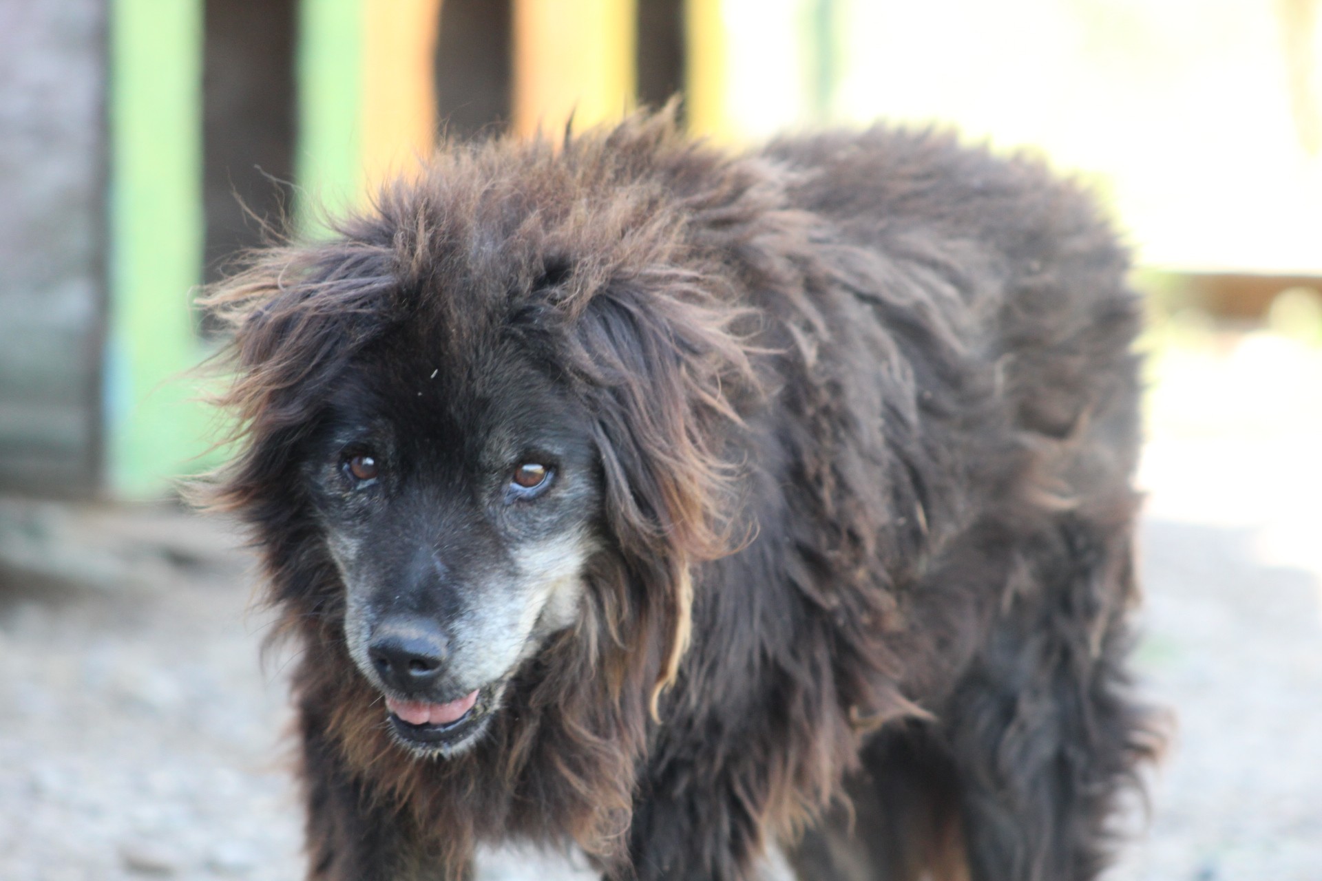 Negrutu Casa lui Patrocle 4