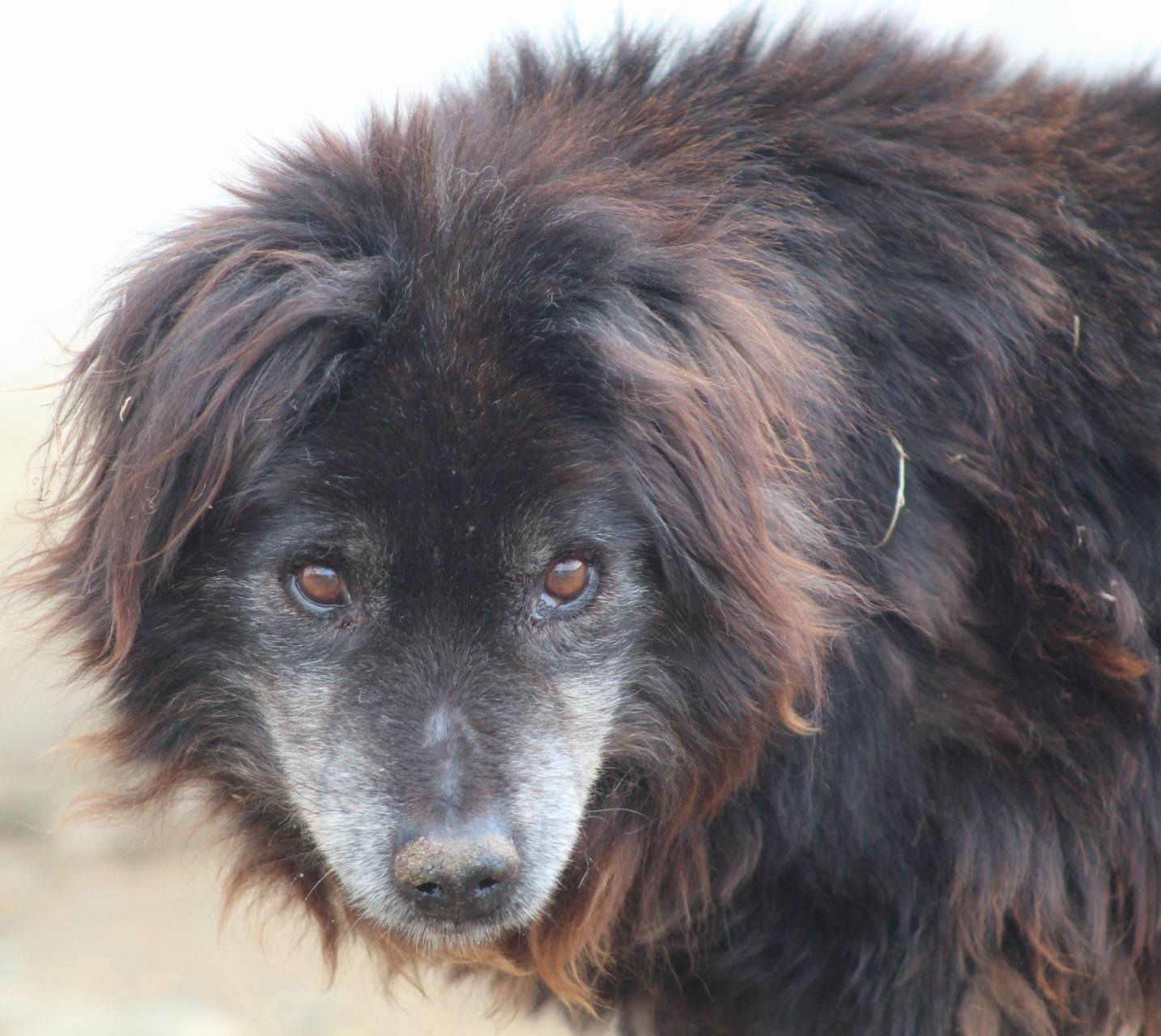 Negrutu Casa lui Patrocle 5