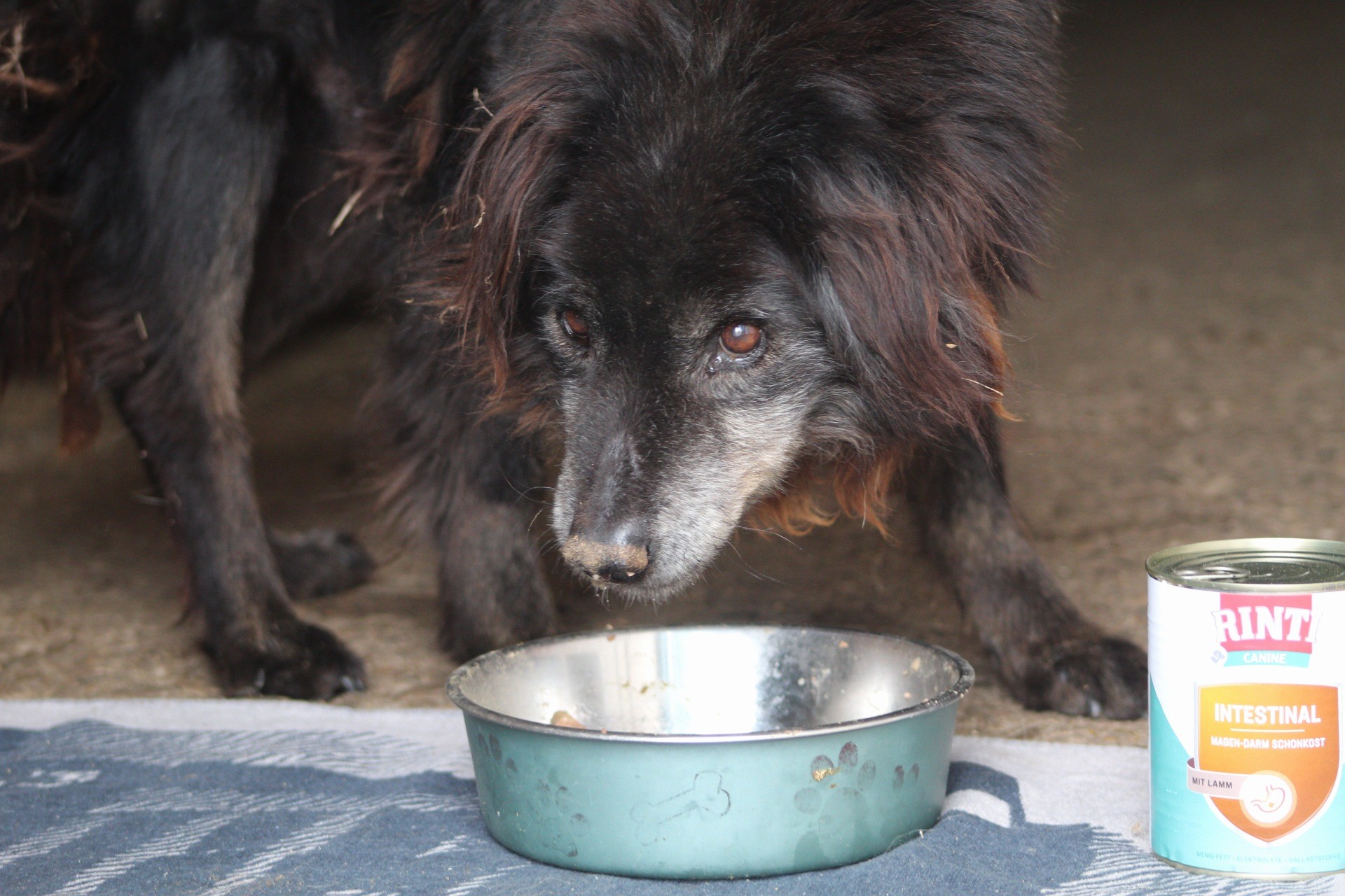 Negrutu Casa lui Patrocle 6