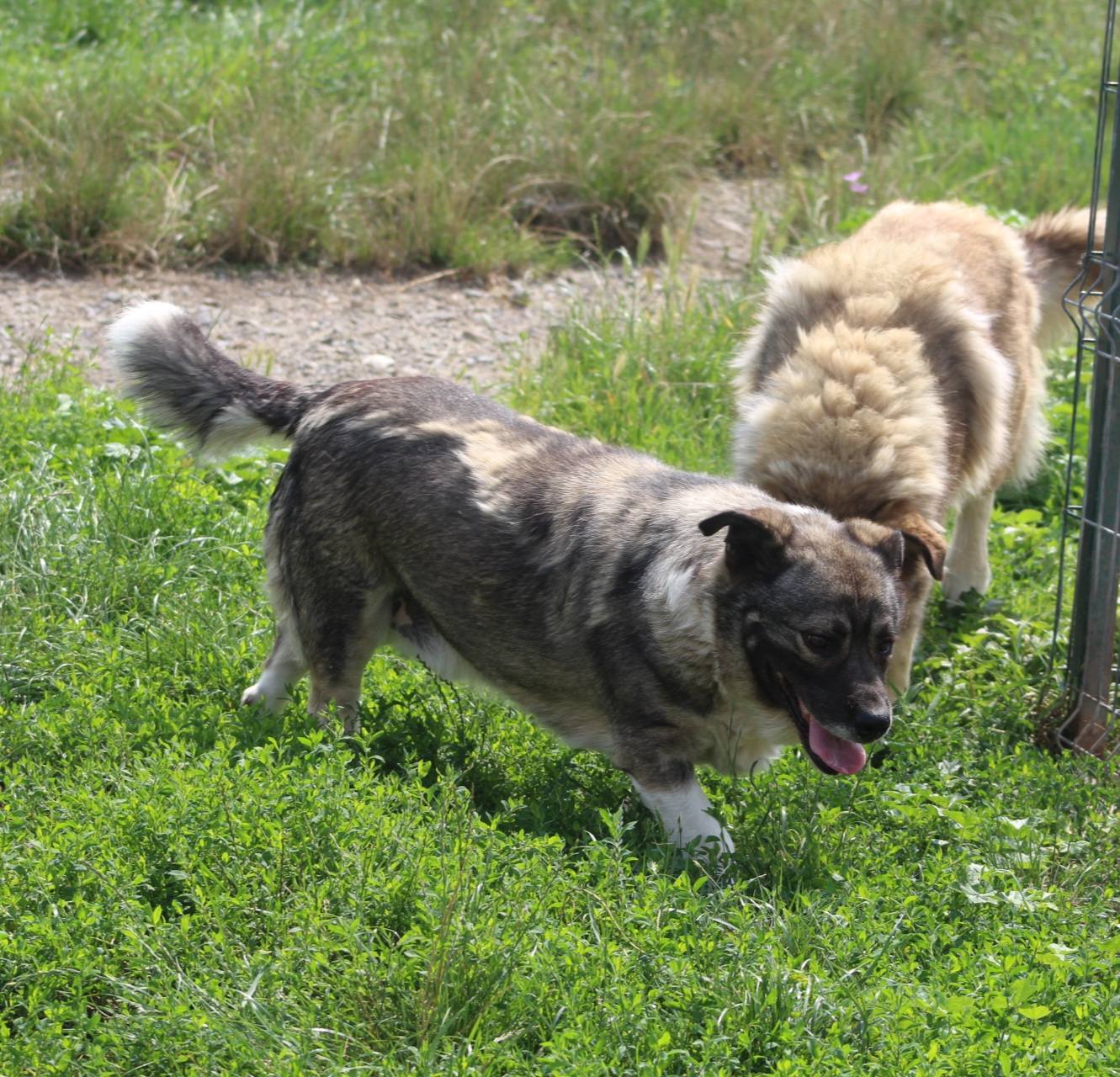 Nelu Casa lui Patrocle 2