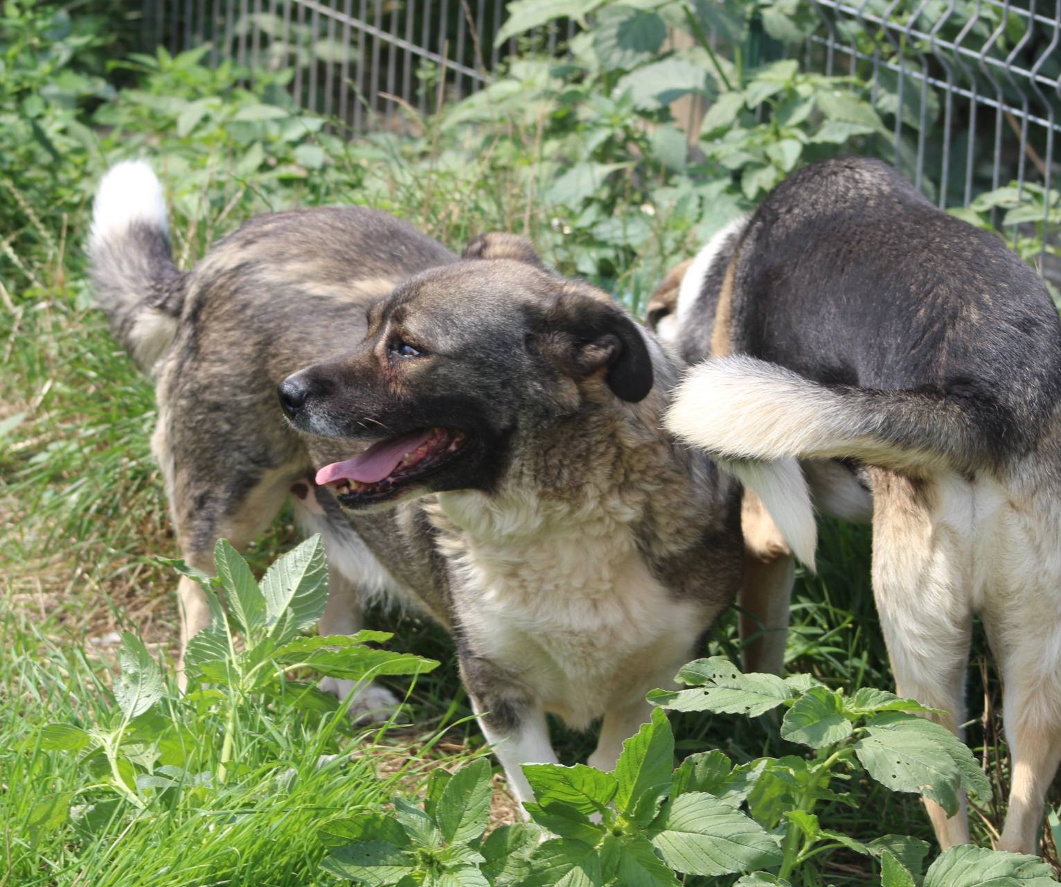 Nelu Casa lui Patrocle 3