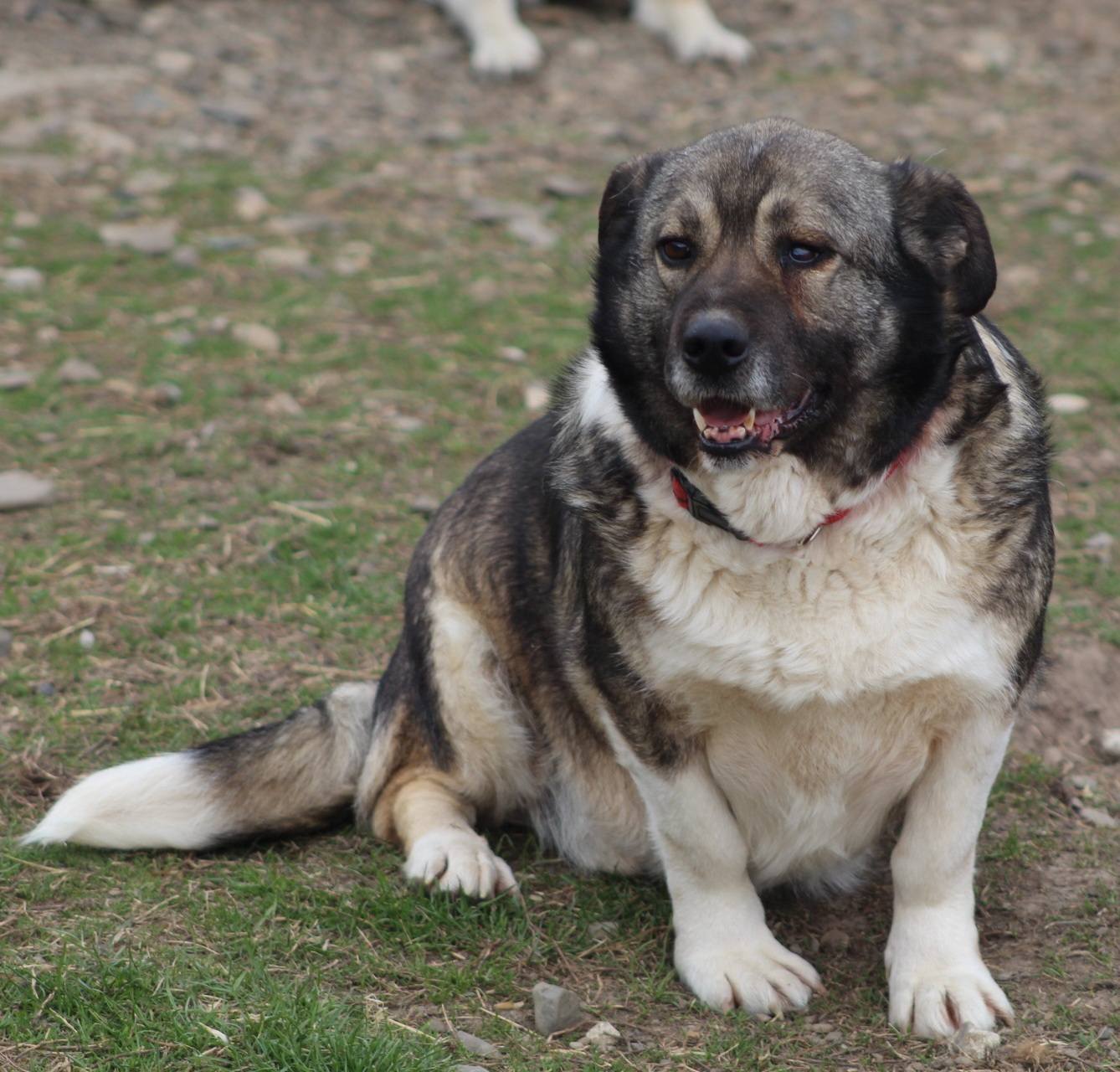 Nelu Casa lui Patrocle 6