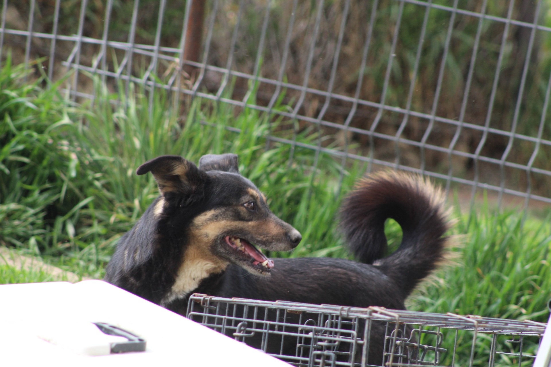 Nevia Casa lui Patrocle 2