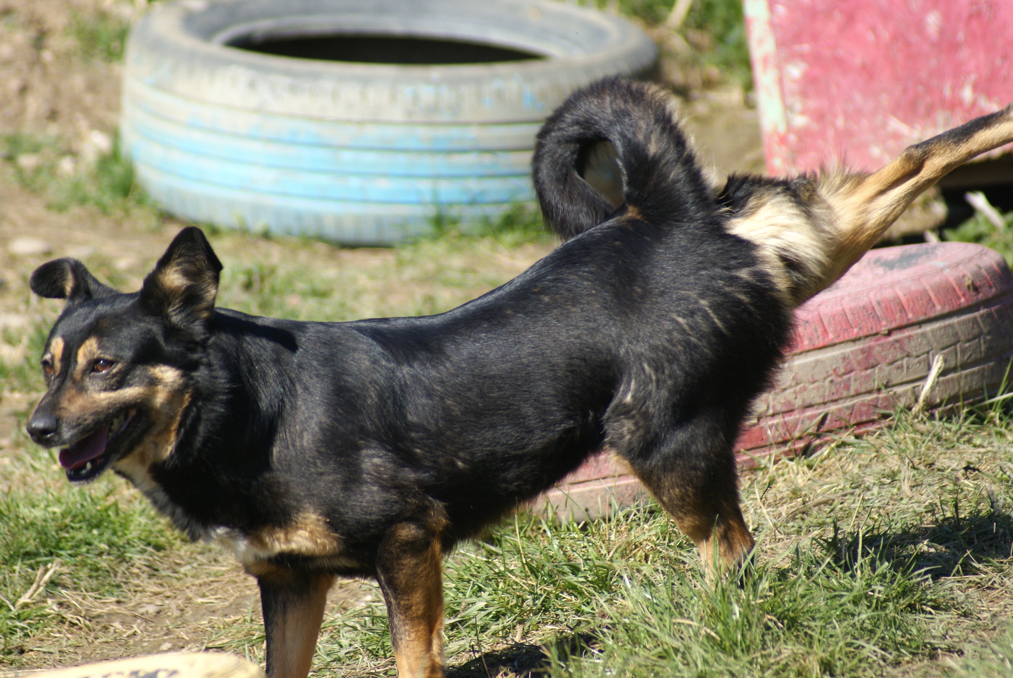 Nevia Casa lui Patrocle 4