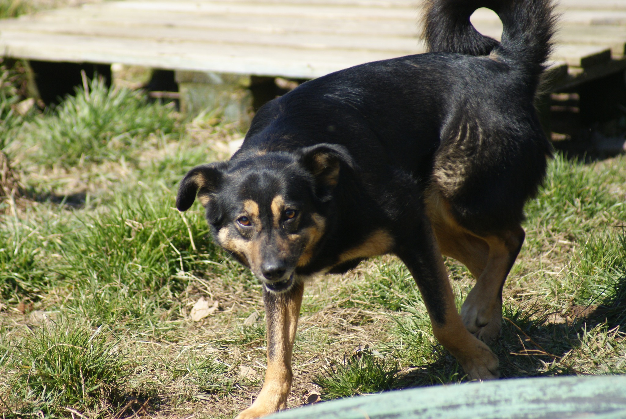 Nevia Casa lui Patrocle 5