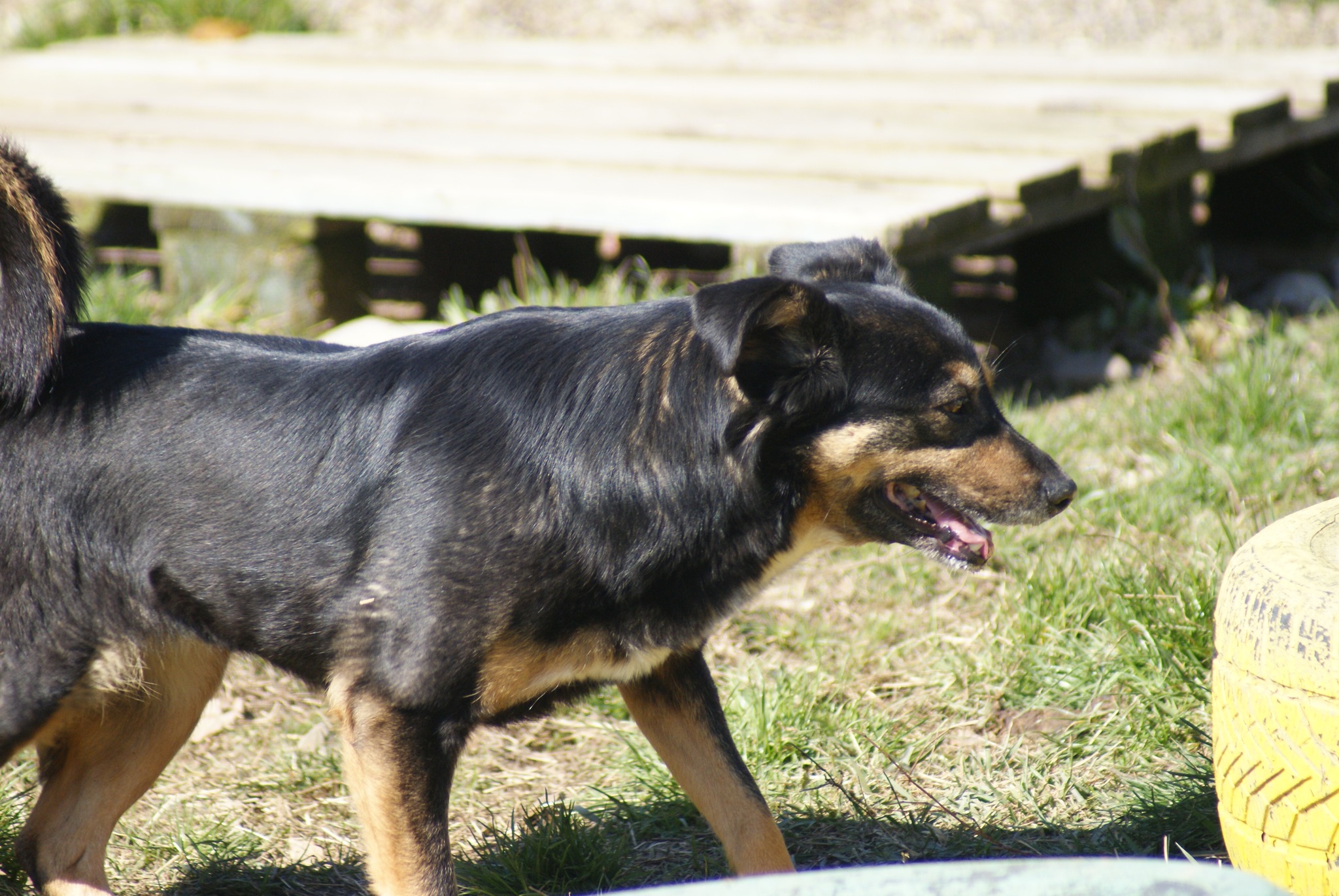 Nevia Casa lui Patrocle 6