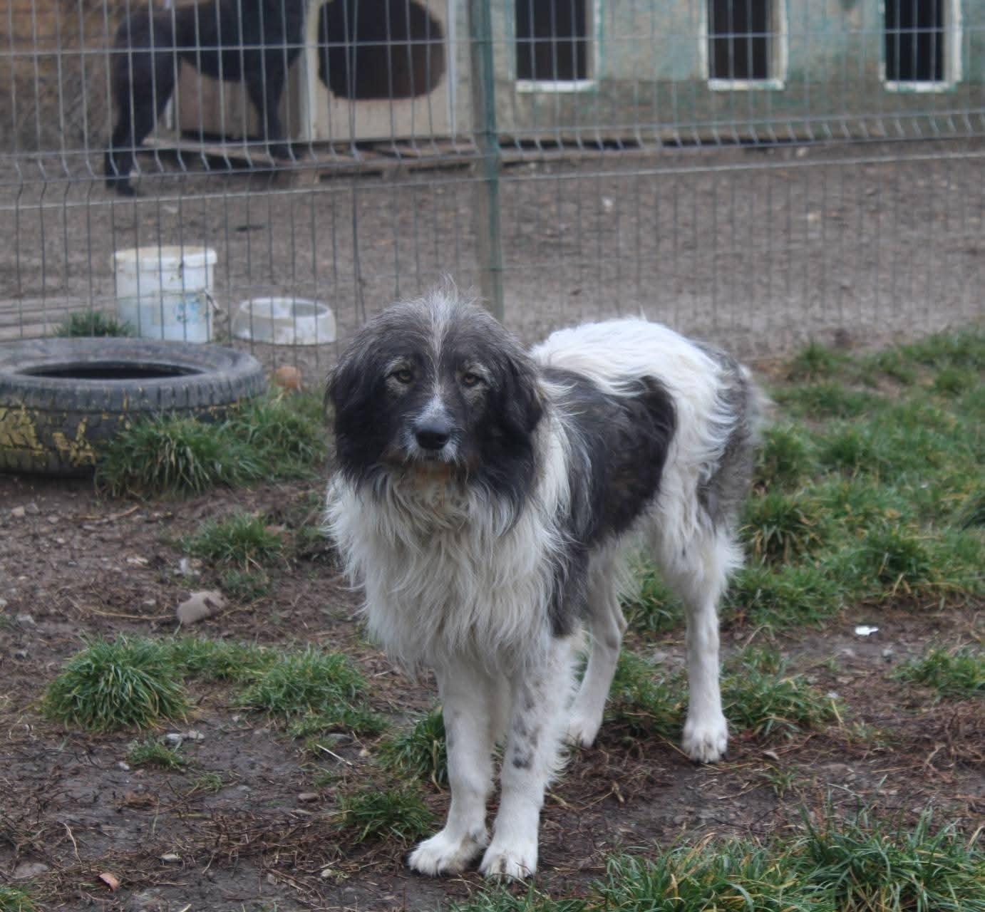 Nicusor Casa lui Patrocle 2