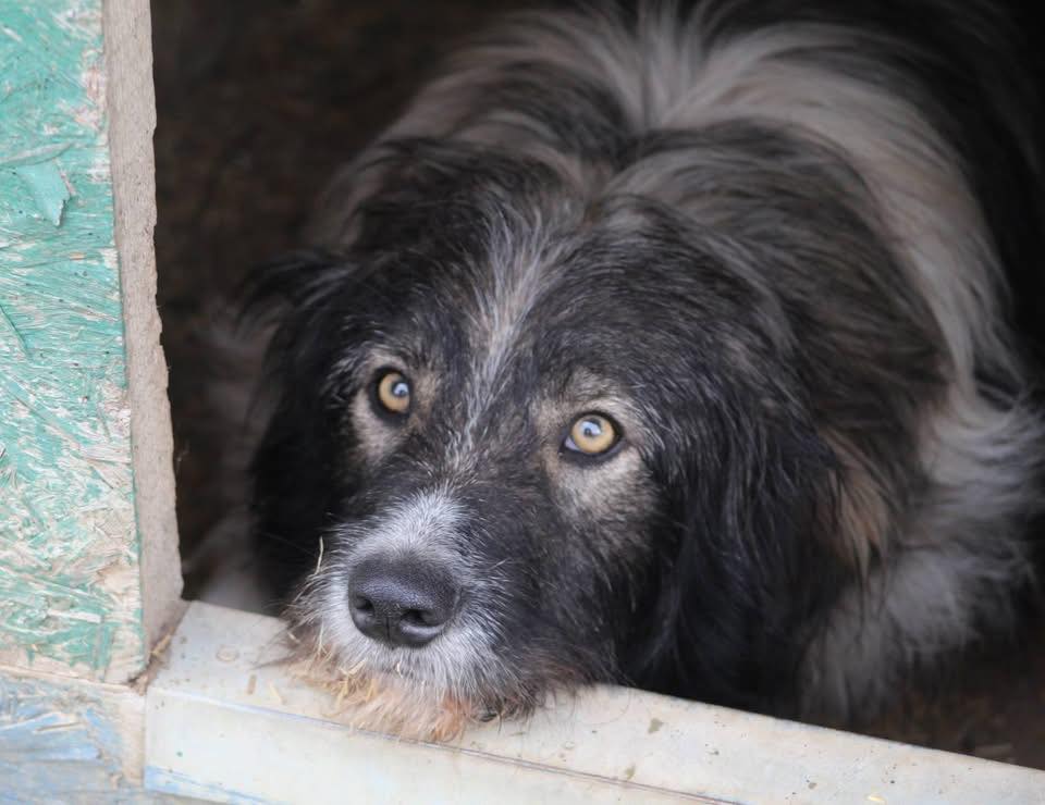 Nicusor Casa lui Patrocle 3